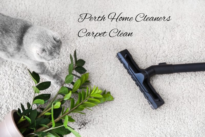 Professional Carpet Cleaning: A Complete Guide