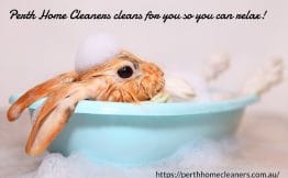 Cleaning Rabbit in a Pot