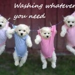 Puppies On Washing Line