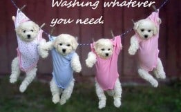 Puppies On Washing Line