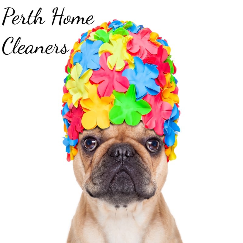 Pug with colourful flower hat looking at the camera with the words Perth Home Cleaners