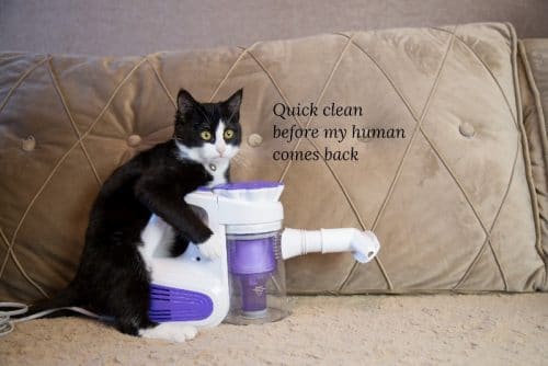 A black and white cat hugging a portable vacuum on a lounge chair. The cat appears to be thinking quick clean before my human comes back