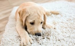 labrador puppy smelling shaggy rug