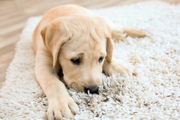 labrador puppy smelling shaggy rug