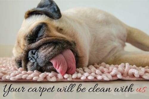 A pug lying on a bath mat with its eyes closed and tongue hanging out, touching the mat. The caption reads your carpet will be clean with us
