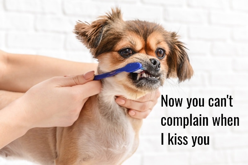 A person holding a small dog and brushing its teeth with a blue toothbrush. The dog appears to be saying now you can't complain when I kiss you.