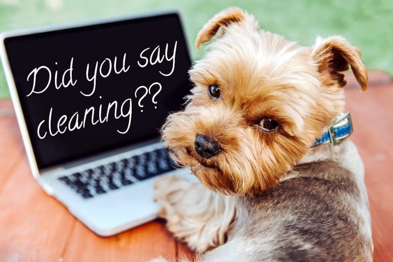 A yorkshire terrier puppy is looking over its left shoulder at the camera. Its left paw is on an open laptop which has the words Did you say cleaning on the screen. The laptop is on a wooden table, with grass in the background
