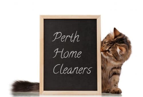 A brown and black striped kitten looking at a pine framed blackboard that has the words Perth Home Cleaners written on it