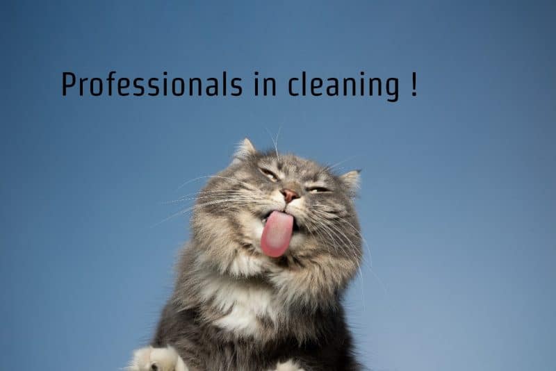 A grey cat with its tongue out facing the camera. The words Professionals in cleaning are on a blue background