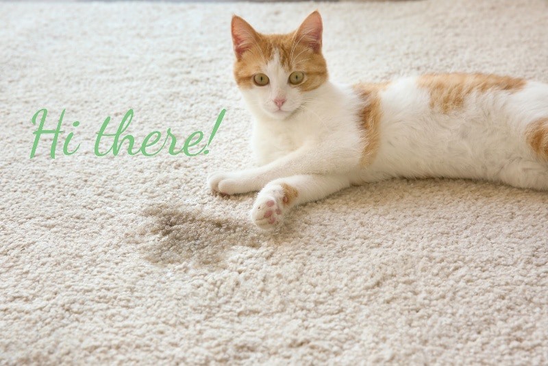 a cat lying on cream carpet, looking at a stain and saying hi there