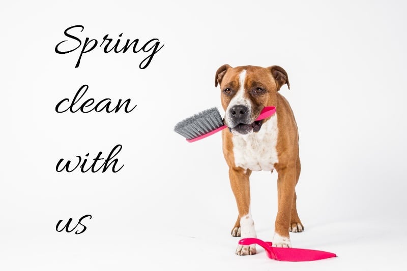 dog holding a brush in its mouth standing over a dustpan saying spring clean with us