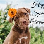 Brown puppy with an orange flower in its hair saying happy spring cleaning