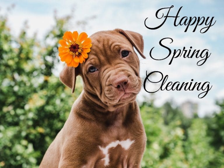 Brown puppy with an orange flower in its hair saying happy spring cleaning