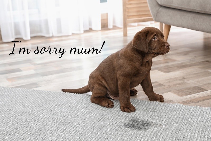 sad-looking puppy stained the carpet and says I'm sorry mum