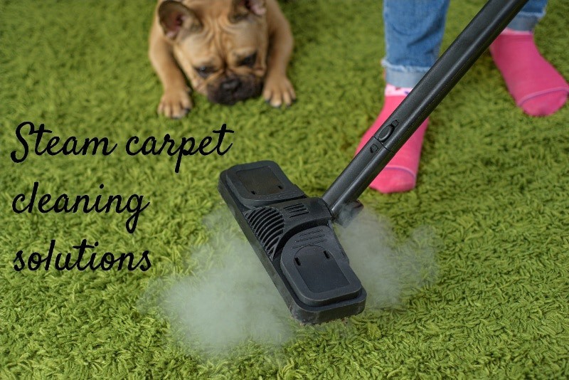 dog watching a person in pink socks clean a green shaggy carpet captioned steam carpet cleaning solutions