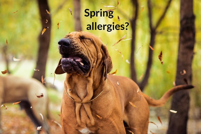 a dog sneezing surrounded by flying leaves captioned Spring allergies