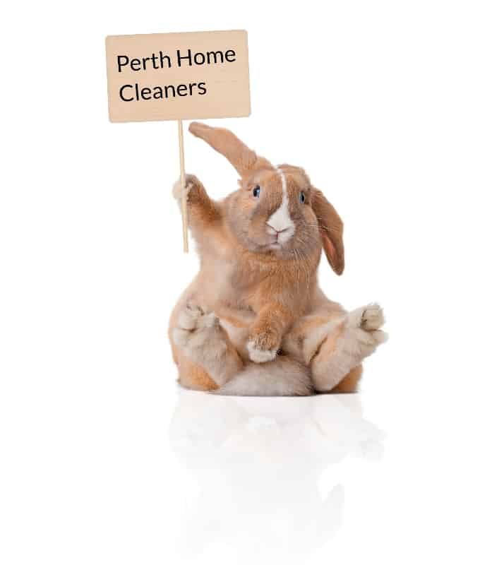 cute rabbit holding a sign that says Perth Home Cleaners