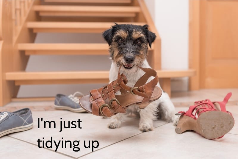 puppy holding a shoe is just tidying up
