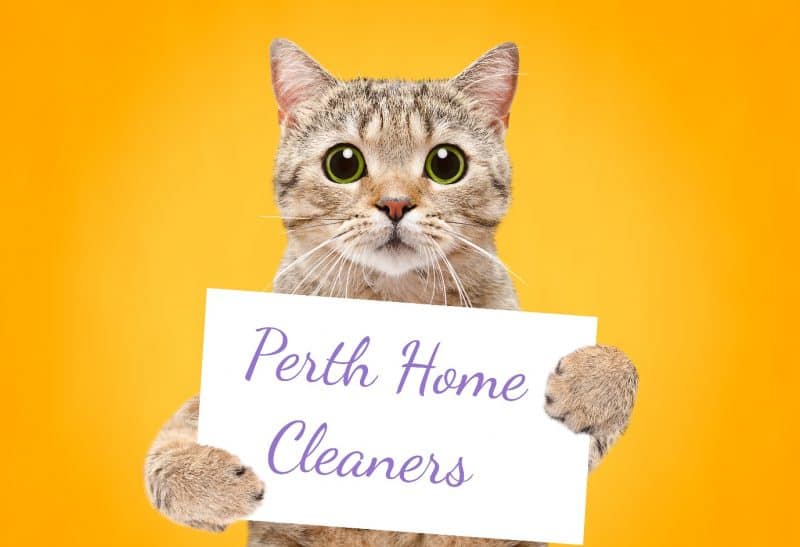 a startled cat holding a sign that says Perth Home Cleaners