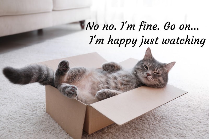 a cat lying belly up in a box thinking no no I'm fine. go on. I'm happy just watching