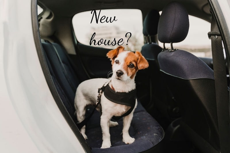 a dog in a car thinking new house