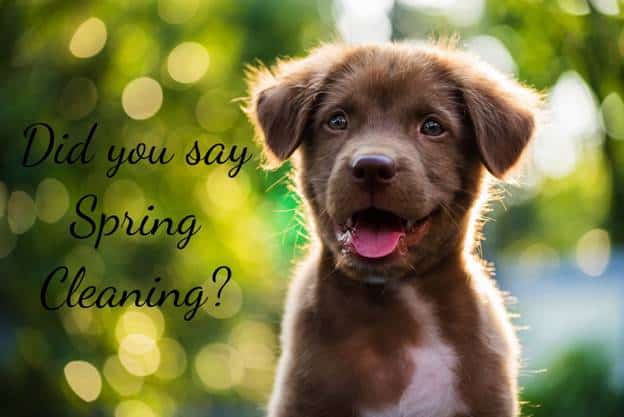 brown puppy asking did you say spring cleaning