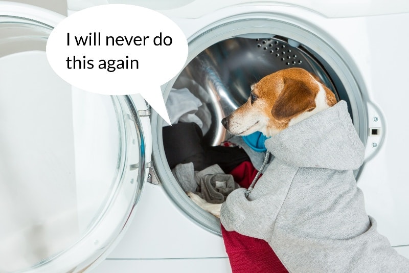 dog doing the clothes washing in front loaded washing machine thinking I will never do this again