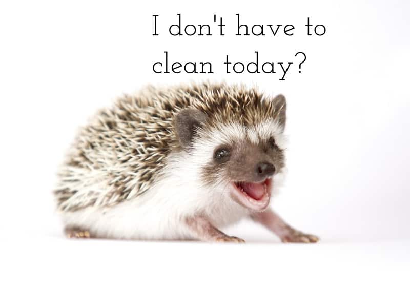 baby hedgehog smiling and thinking I don't have to clean today