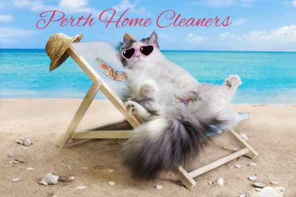 a cat relaxing on a beach chair at the beach with pink heart sunglasses