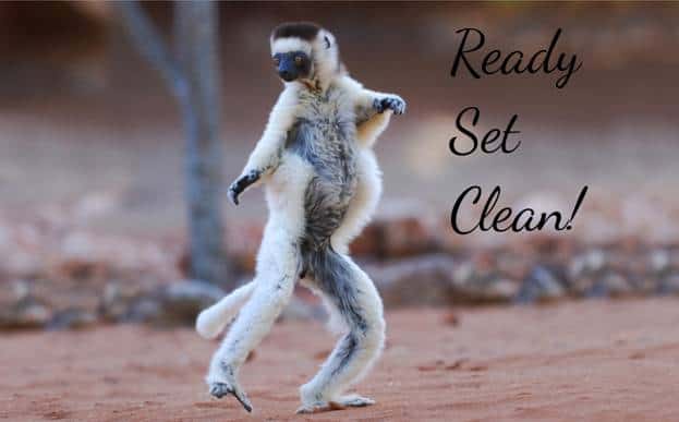 lemur dancing on red sand saying ready set clean