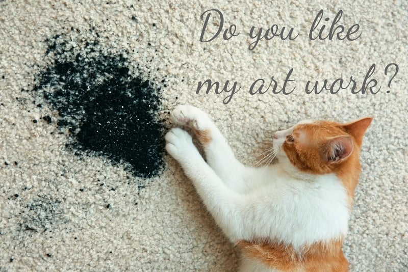 a ginger and white cat spilled dirt on the carpet and says do you like my artwork