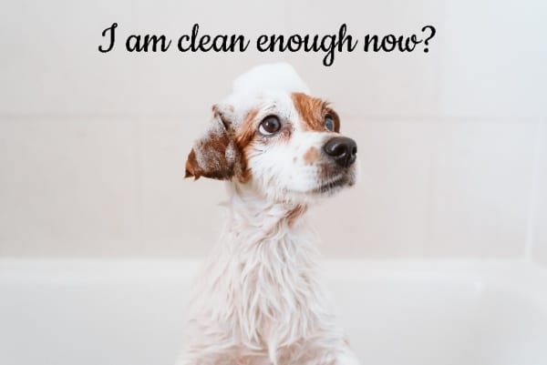a dog in a bath with shampoo bubbles on its head saying am I clean enough now