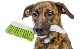 dog holding a broom in its mouth saying please human don't make me do this