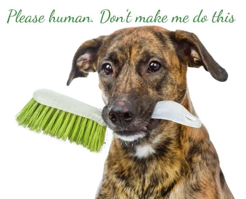dog holding a broom in its mouth saying please human don't make me do this