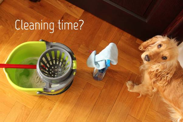 a dog looking up asking if it's cleaning time while surrounded by a mop and bucket and window cleaning supplies