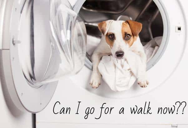 a dog inside a washing machine asking can I go for a walk now