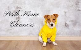 dog with a yellow jacket on a clean pine floor