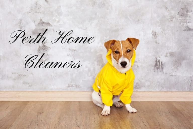 dog with a yellow jacket on a clean pine floor